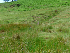 Level to the East of Ty Cwmsychan, June 2013